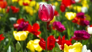 名花郁金香图片_2