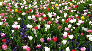 名花郁金香图片_3