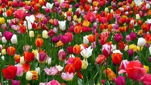 名花郁金香图片_5