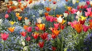 名花郁金香图片_7