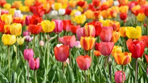名花郁金香图片_9