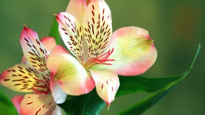 鲜花高清摄影大图大全_4