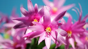 鲜花高清摄影大图大全_6