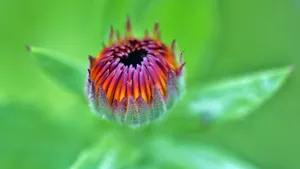 鲜花高清摄影大图大全_8