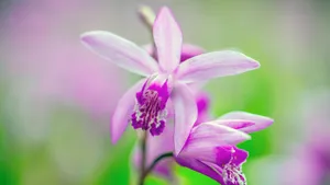 鲜花高清摄影大图大全_10