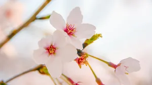 好看的樱花图片_3