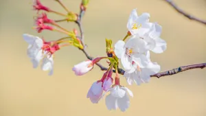 好看的樱花图片_4