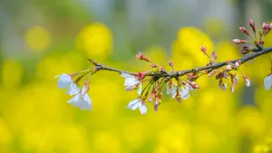 好看的樱花图片_6