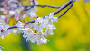 好看的樱花图片_8