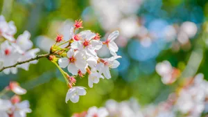 好看的樱花图片_9