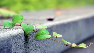 超高清绿色叶子图片_2