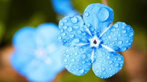 超高清野花鲜花图片