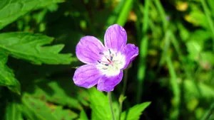 超高清野花鲜花图片_2