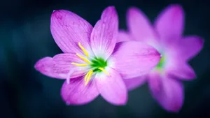超高清野花鲜花图片_3