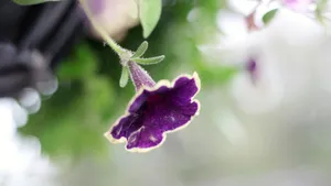 超高清野花鲜花图片_4