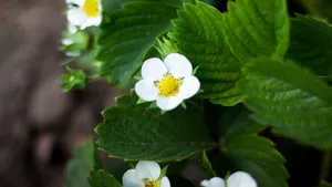 超高清野花鲜花图片_6