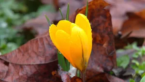 超高清野花鲜花图片_7