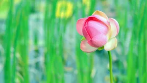 超高清野花鲜花图片_8