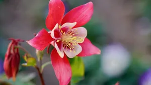 超高清野花鲜花图片_9
