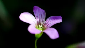 超高清野花鲜花图片_10