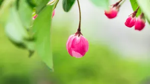 清闲淡雅的花朵图片_4