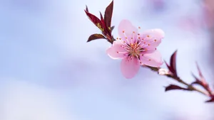清闲淡雅的花朵图片_5