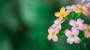 清闲淡雅的花朵图片_6