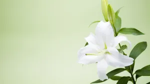 清闲淡雅的花朵图片_8