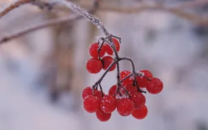冬季红色浆果图片_3