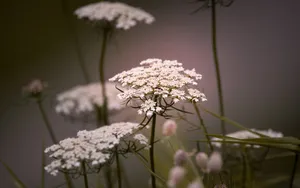 蕾丝花图片_4
