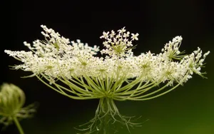 蕾丝花图片_6