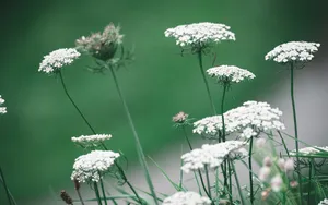 蕾丝花图片_7