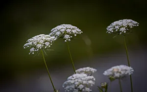 蕾丝花图片_10