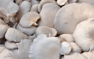 营养美味的秀珍菇图片_5