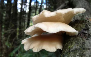 营养美味的秀珍菇图片_7