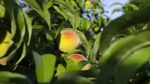 香甜多汁的桃子图片_2