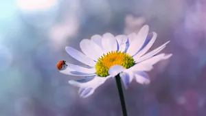 玛格丽特花图片_2