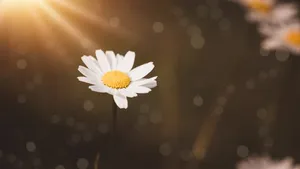 玛格丽特花图片_4