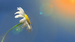 玛格丽特花图片_6
