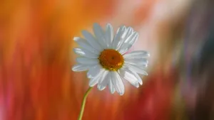 玛格丽特花图片_7