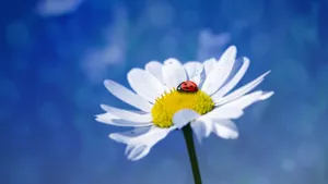 玛格丽特花图片_8