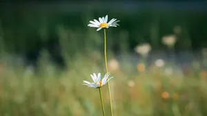 玛格丽特花图片_9
