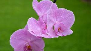 蝴蝶兰花图片