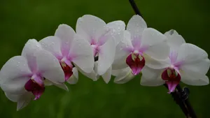 蝴蝶兰花图片_2