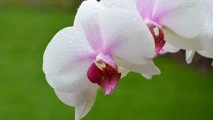 蝴蝶兰花图片_3