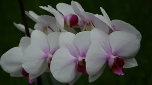 蝴蝶兰花图片_4
