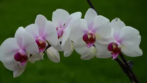 蝴蝶兰花图片_5