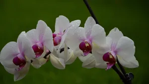 蝴蝶兰花图片_8