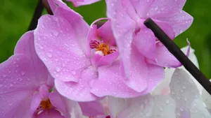 蝴蝶兰花图片_9