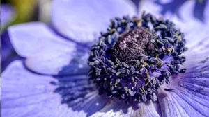 银莲花花语_6